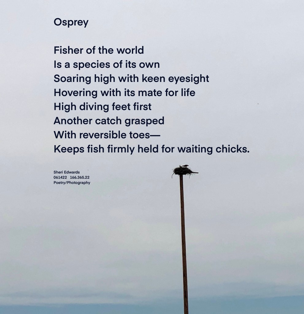 osprey in nest with chick high above the horizon