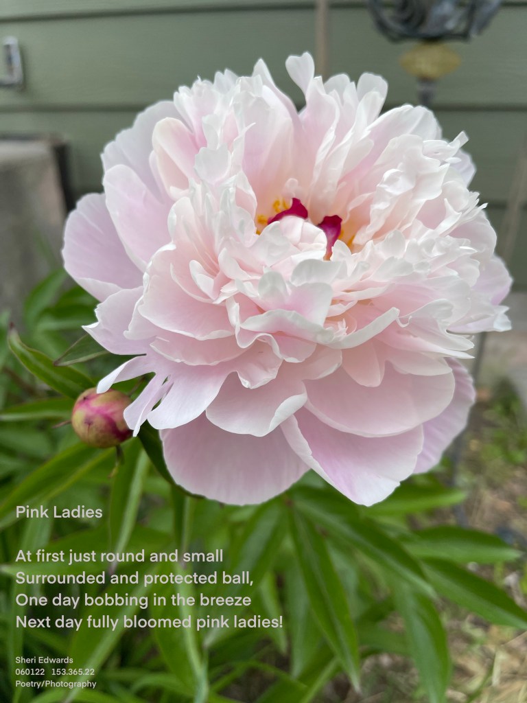 pink peony and bud with poem