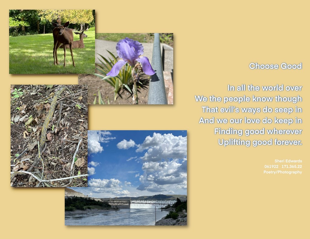 Photos of deer looking at you, a purple iris, a bull snake, Grand Coulee Dam on the Columbia River below a blue and cloudy sky