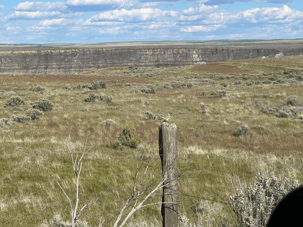 Photo of small bird on fence post