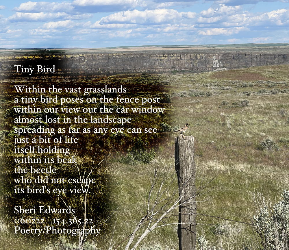 Poem over image of tiny bird on fence post with a beetle in its beak