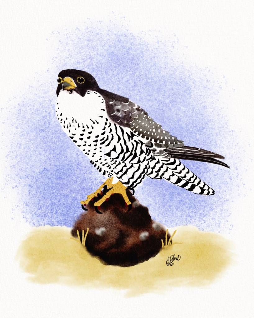 Peregrine falcon on rock in field