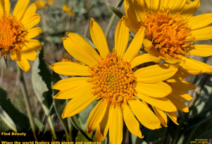 arrowleaf balsamroot blossom