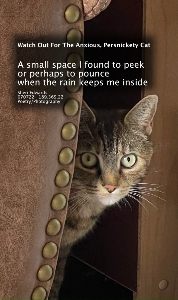 tabby cat peeking out between couch and cabinet