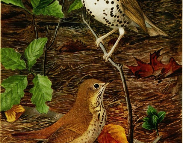 in the bush are wood thrush and hermit thrush