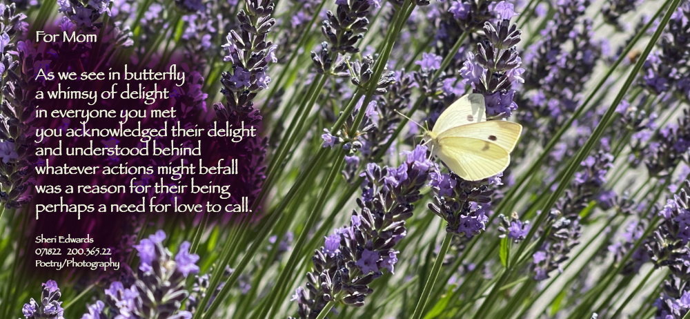 yellow butterfly on lavender