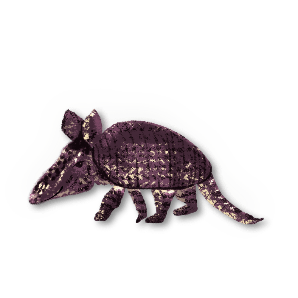 armadillo illustration