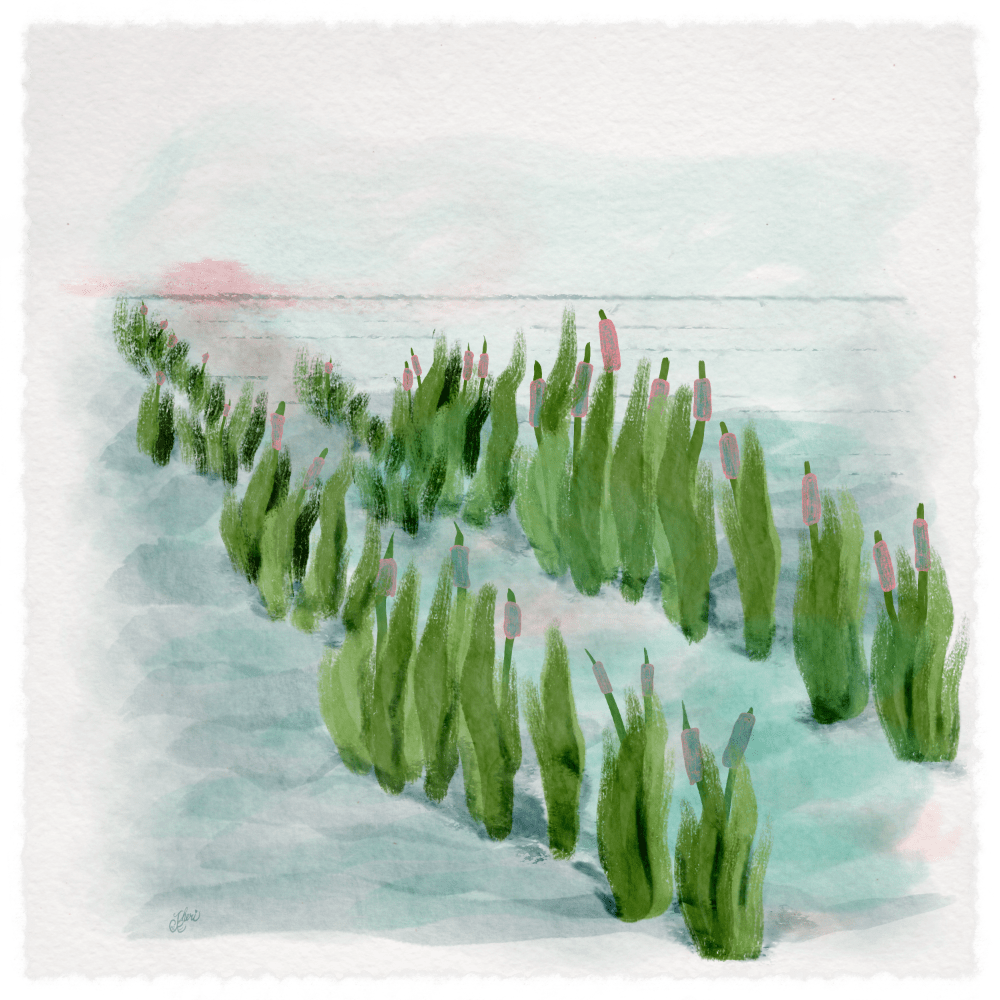 Watercolor of cattails in a row out a distance to a sunset