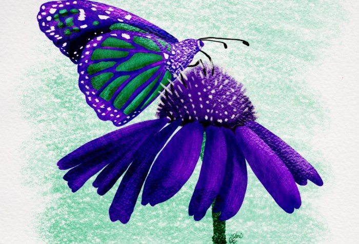 purple green butterfly on purple condeflower