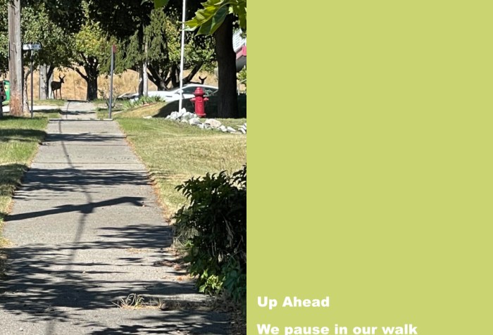 on the city street up ahead are the silhouettes of two deer