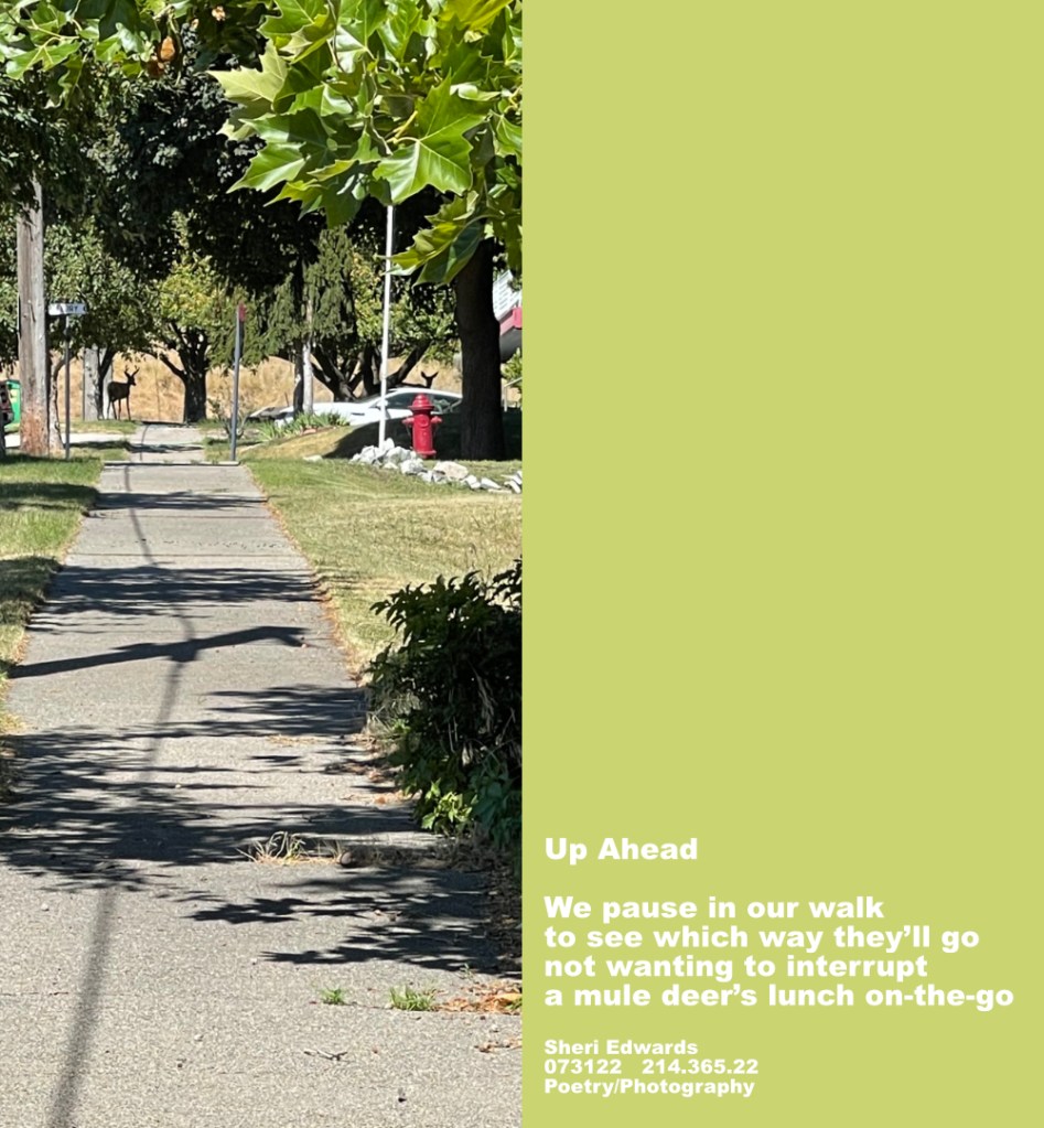 on the city street up ahead are the silhouettes of two deer