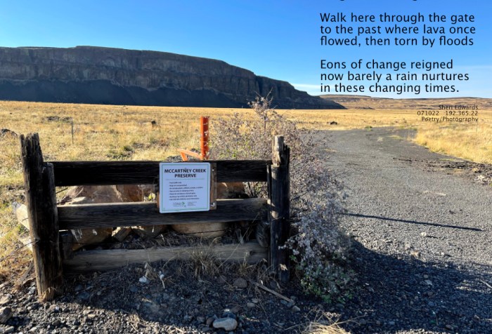 fence gate road into natural grasses in the ancient floodscape of ancient lava flows