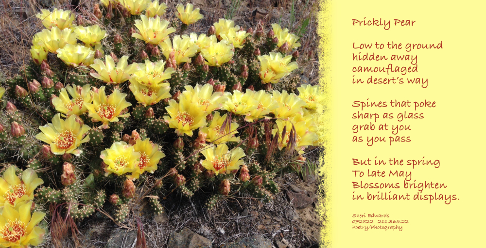 yellow prickly pear cactus blossoms