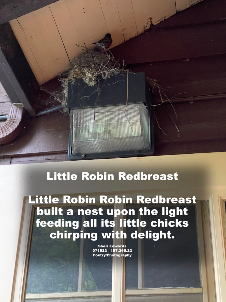 robin and next above a building's light fixture