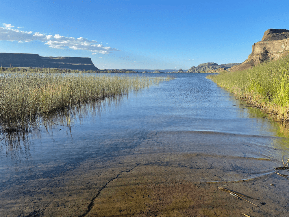 Tule along an old road now underwater
