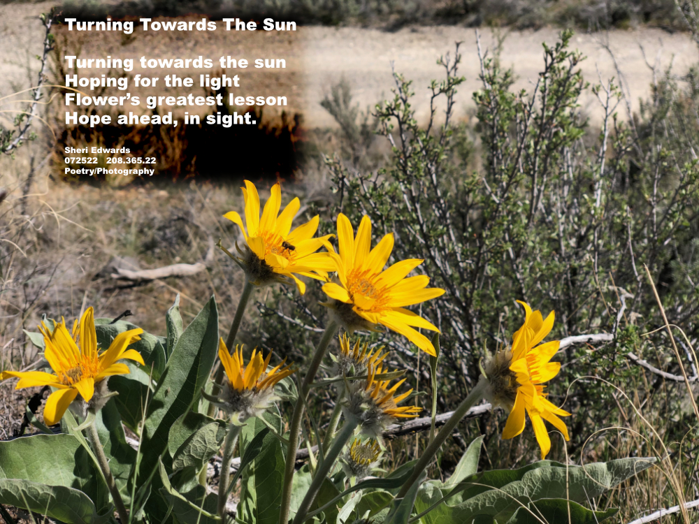 sunflowers facing the sunlight