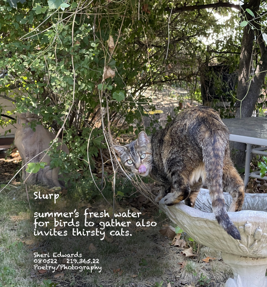 cat on birdbath with tongue swiping mouth after slurping the water in the birdbath