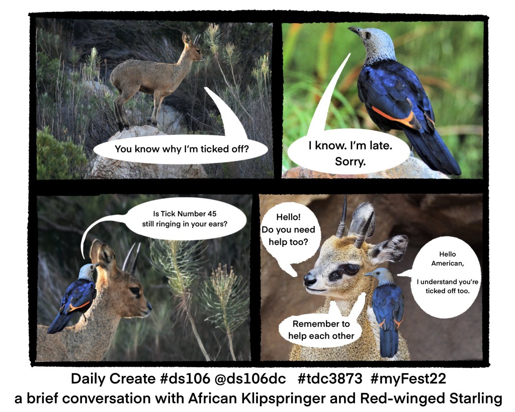 conversation with klipspringer and red-winged starling: Remember to help each other.