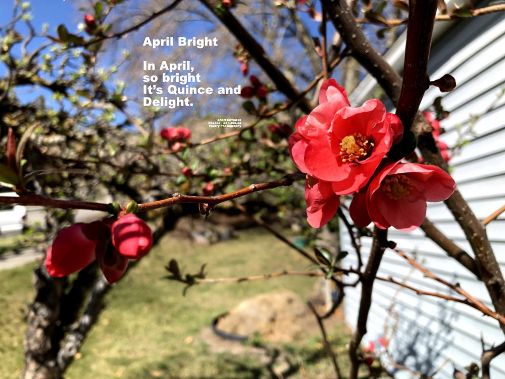 red blossoms in April of Japanese Quince