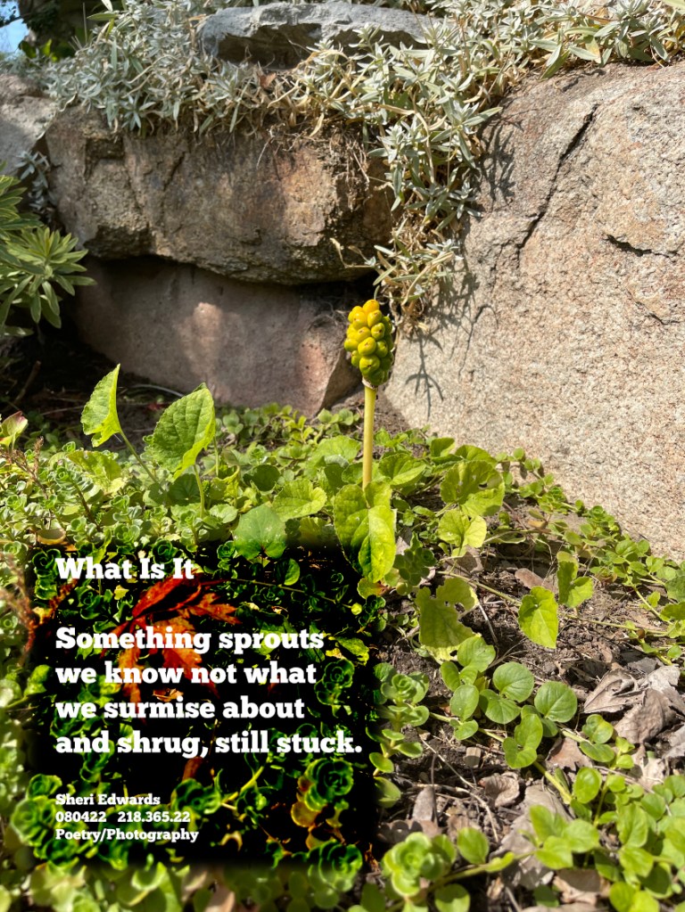 plant focus is tall stem with bunch of green berries in an oval  shape at top