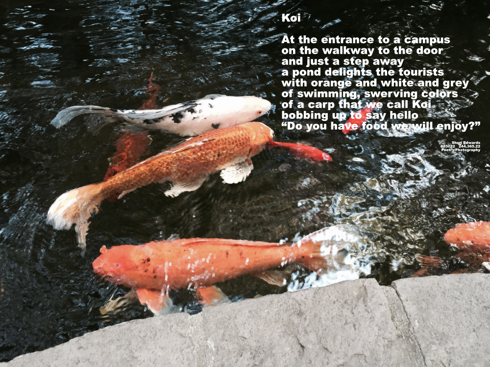 white and black, orange and black, and orange koi bob up to the surface of a pond