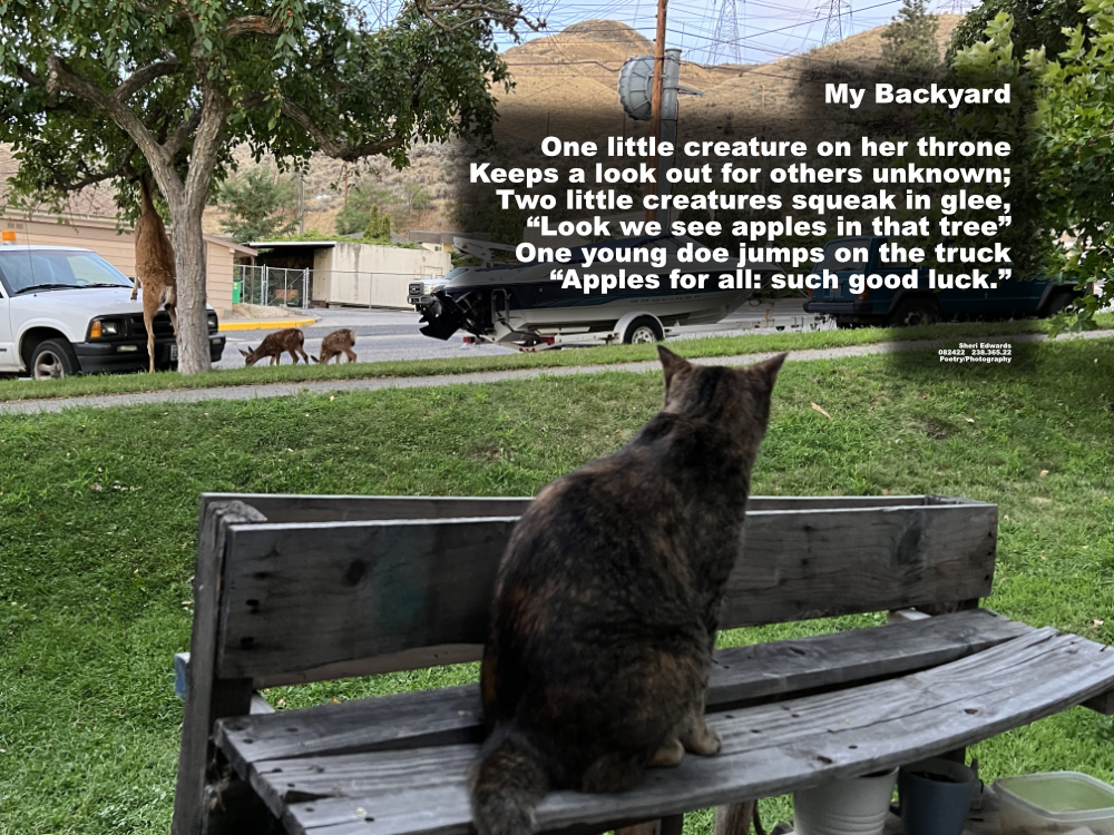 cat on potting bench watches to fawns and a doe. The doe uses the parked pickup truck as a step stool to reach the crab apples.