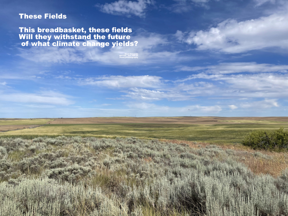 fields of grain growing in rolling hills along side sagebrush in the Columbia Basin of Washington State