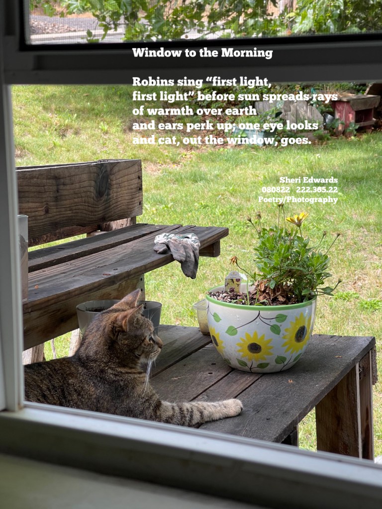cat in backyard on potting bench, on guard for any and all creatures that dare to enter her domain as she lays by the sunflower designed pot of sunflowers. A dirty garden glove dangles on the shelf above her.