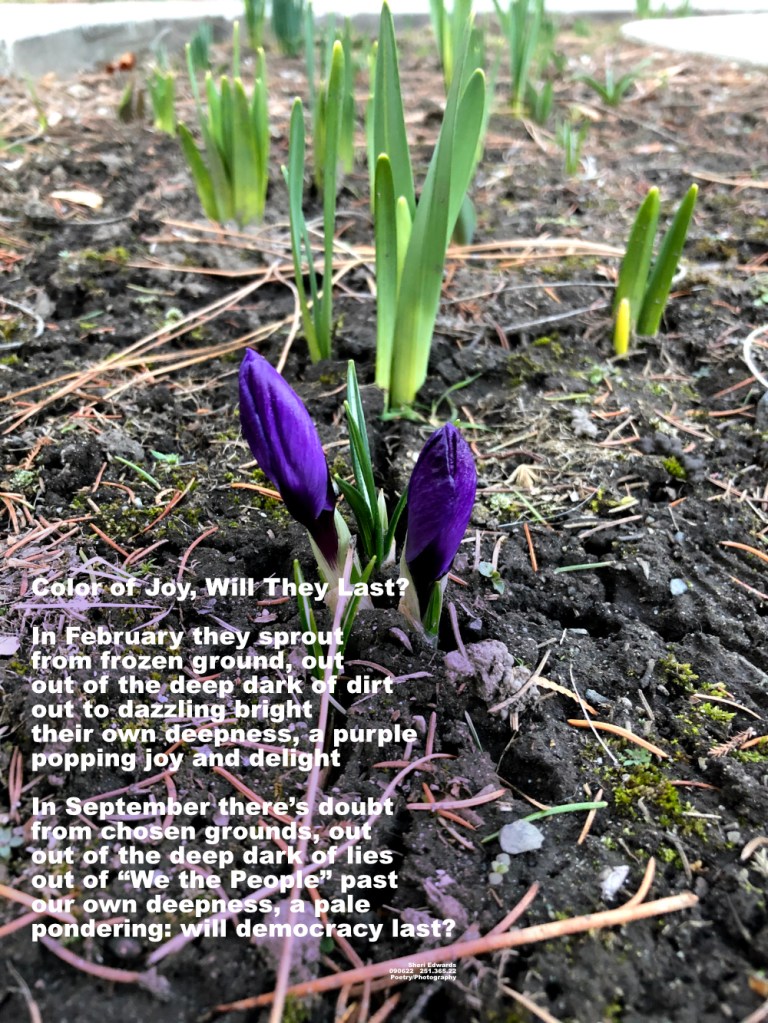 purple crocus sprouts in February
